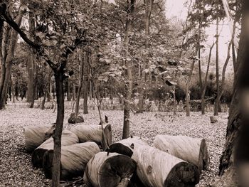 Trees against clear sky