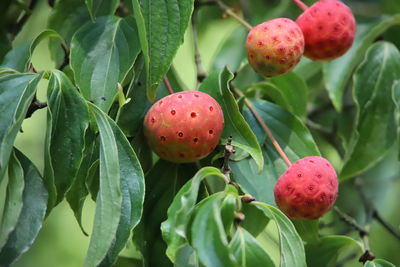 Close-up of strawberry growing on tree