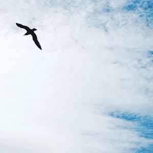 Low angle view of bird flying