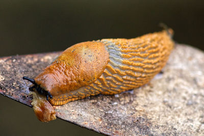 Close-up of a slug