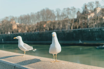 Seagull perching on retaining wall by lake against sky