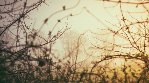 Close-up of bare tree against the sky