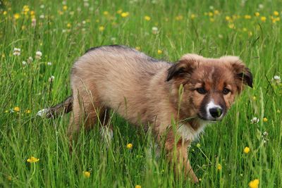 View of a dog on field