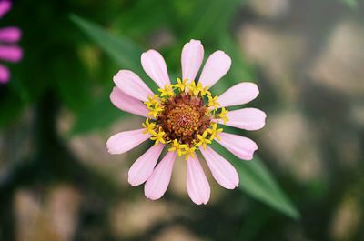 Close-up of pink flower blooming outdoors