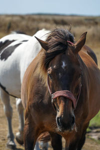 Portrait of horse in ranch