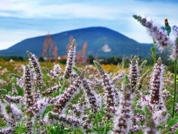 Close-up of flowering plant on field against sky