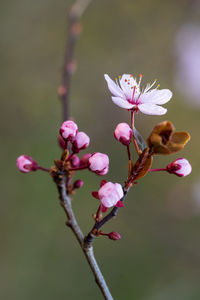 Close-up of white flowering plant