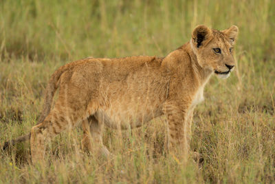 Cat standing in a field