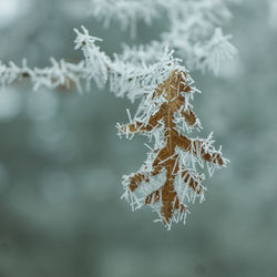 Close-up of frozen plant during winter