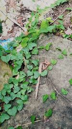 High angle view of ivy growing on wall