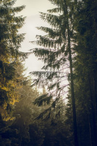 Trees in forest against sky