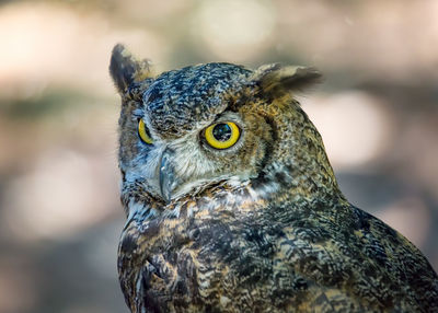 Close-up portrait of owl