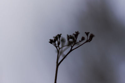 Close-up of flowering plant against sky