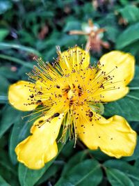 Close-up of yellow flower blooming outdoors