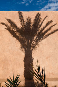 Close-up of palm tree in desert