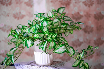 Potted plant on table against wall