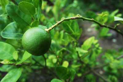 Close-up of fruit growing on tree