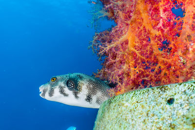 Close-up of fish swimming underwater