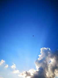 Low angle view of bird flying in sky