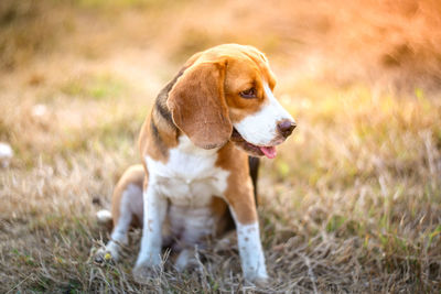 Dog looking away on field