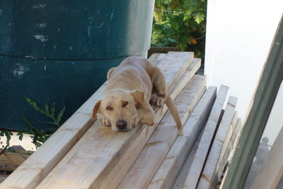 High angle view of dog resting, neiafu, vavau, tonga