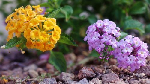 Close-up of purple flowering plants