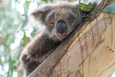 Close-up of an animal on tree trunk