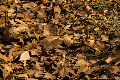 Close-up of fallen maple leaves