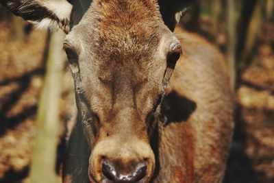 Close-up portrait of horse