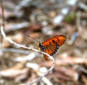 Close-up of butterfly