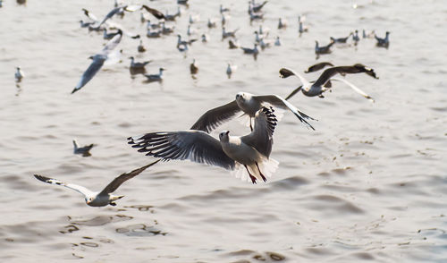 Seagulls flying over lake