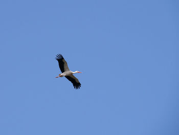 Low angle view of bird flying