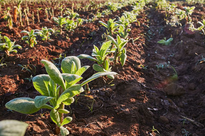 High angle view of plants growing on field