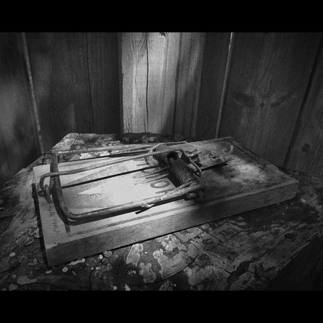 animal themes, one animal, wood - material, abandoned, indoors, auto post production filter, transfer print, wood, wildlife, old, damaged, obsolete, wooden, high angle view, animals in the wild, door, plank, no people, deterioration, day