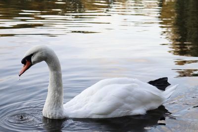 Swan floating on lake