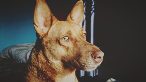 Close-up of dog looking away