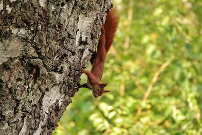 Squirrel on tree trunk