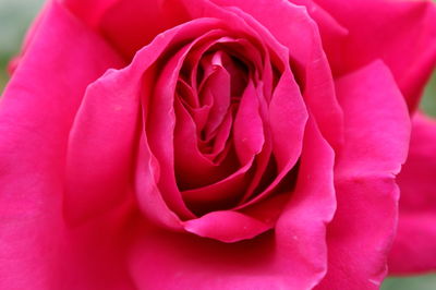 Close-up of fresh pink rose blooming outdoors