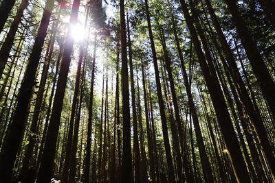 Low angle view of sunlight streaming through trees in forest