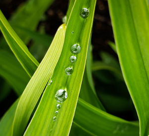 Close-up of raindrops on leaf