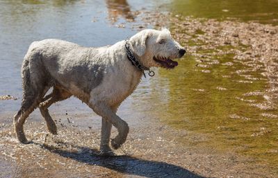 Dog running in water