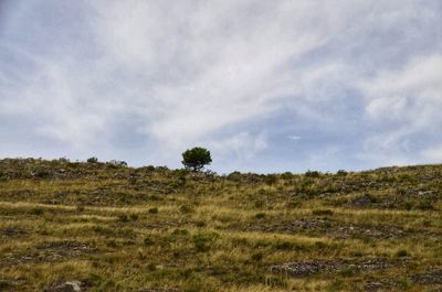 Trees on field against sky