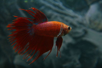 Close-up of a siamese fithing fisch