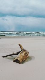 Driftwood on sand at beach against sky