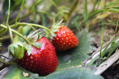 Close-up of strawberries growing on field