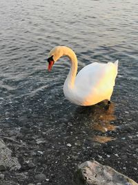 High angle view of swan swimming in lake