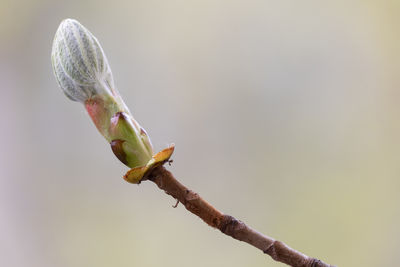 Close-up of dead plant