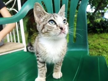 Close-up of kitten looking up while standing on green chair