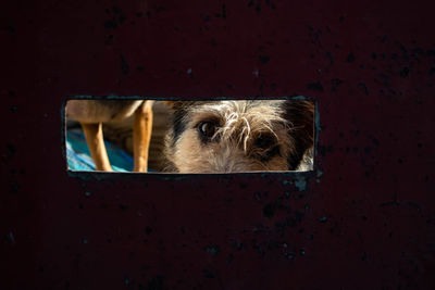 Close-up of dog looking through window