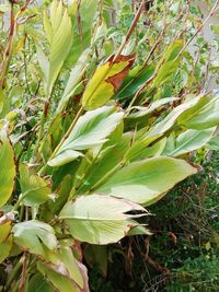 Close-up of fresh green plant